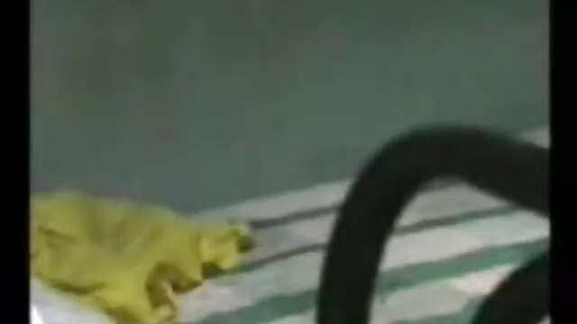 एक गर्म जोड़ी होने सेक्सी मूवी वीडियो हिंदी वीडियो के एक तीव्र सेक्स