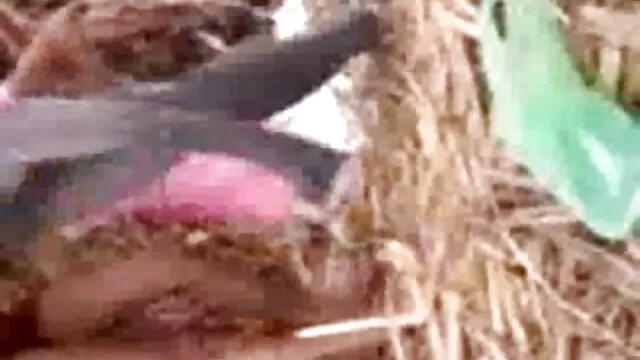 प्यारा थाई लड़की देता है और मुश्किल सफेद मुर्गा सवारी सेक्सी ब्लू पिक्चर हिंदी मूवी