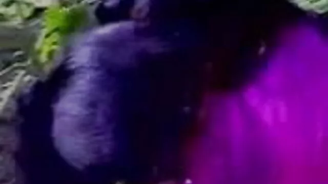 सेक्सी पॉर्न स्टार मैरी को छेड़ो सेक्सी मूवी इन हिंदी और लक्ष्यों को प्यार करता है